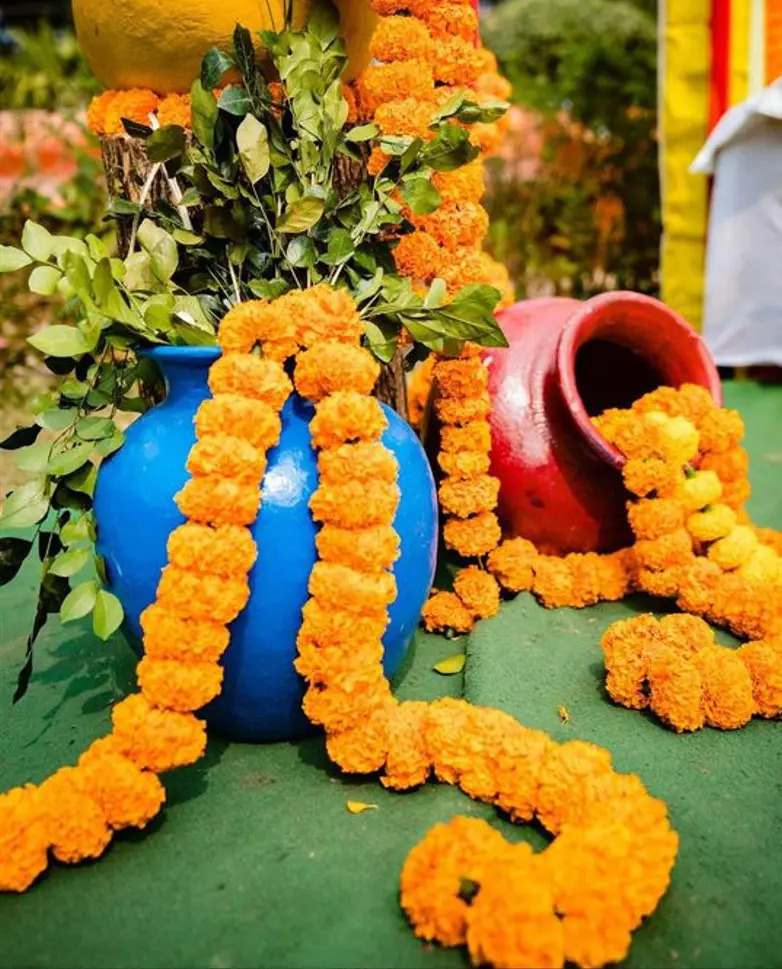 marigold in pot